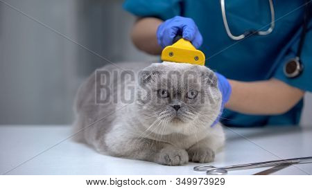 Veterinarian Cleaning Cat Fur With Special Deshedding Tool, Care During Moulting