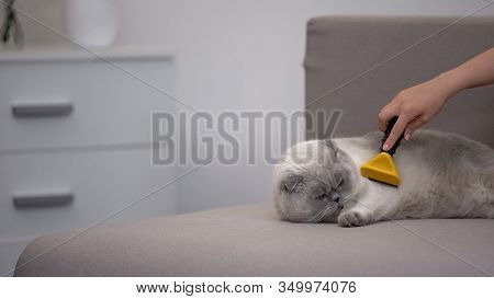 Hand Combing Cat With Special Deshedding Tool, Pet Care At Moulting Season