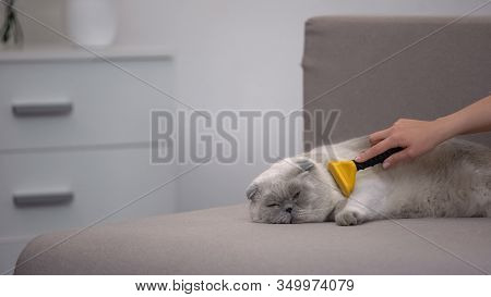 Hand Stroking Lazy Cat With Special Deshedding Tool Lying On Couch, Pet Care
