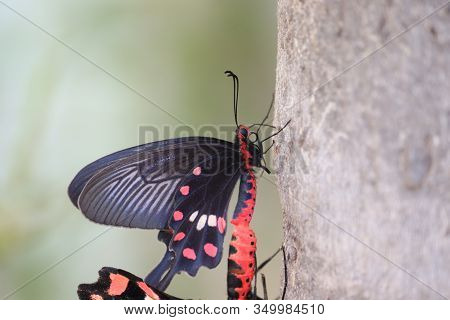 Close- Up Of A Black Wings Male Butterfly Insect And Female Butterfly Meeting On Tree Stem In Day Su