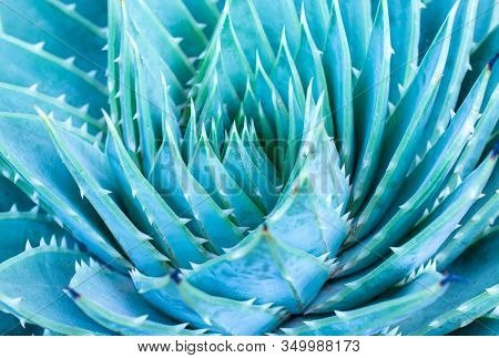 close up of spiral aloe cacti leaves