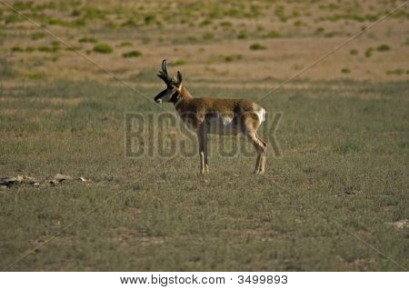 Antilope Ponghorn