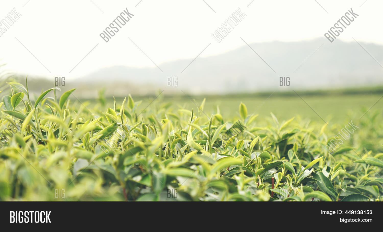 Green Tea Tree Fresh Image & Photo (Free Trial) | Bigstock