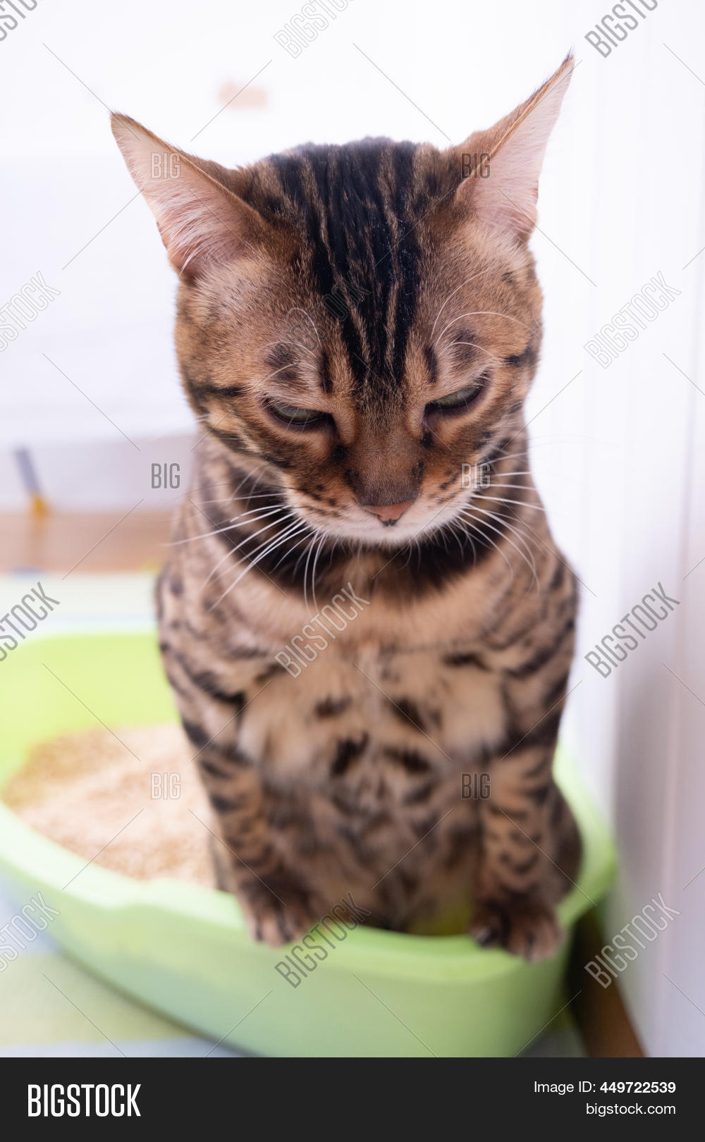 Cat Using Litter Box. Image & Photo (Free Trial) Bigstock