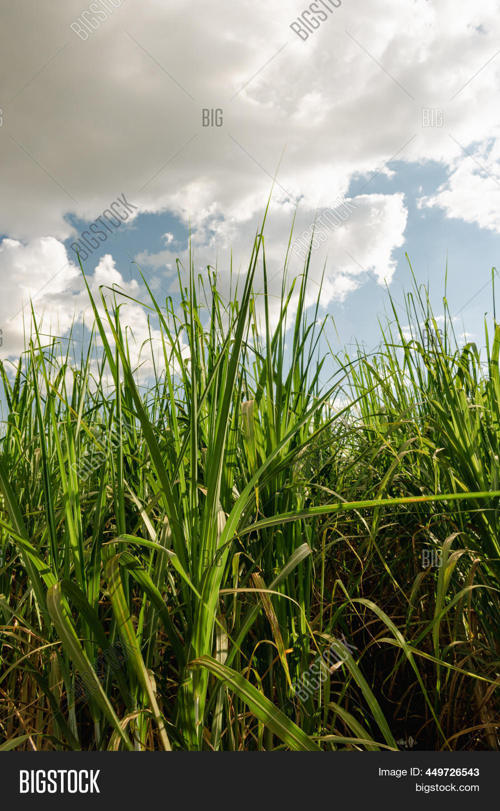 Sugarcane Plantation Image & Photo (Free Trial) Bigstock