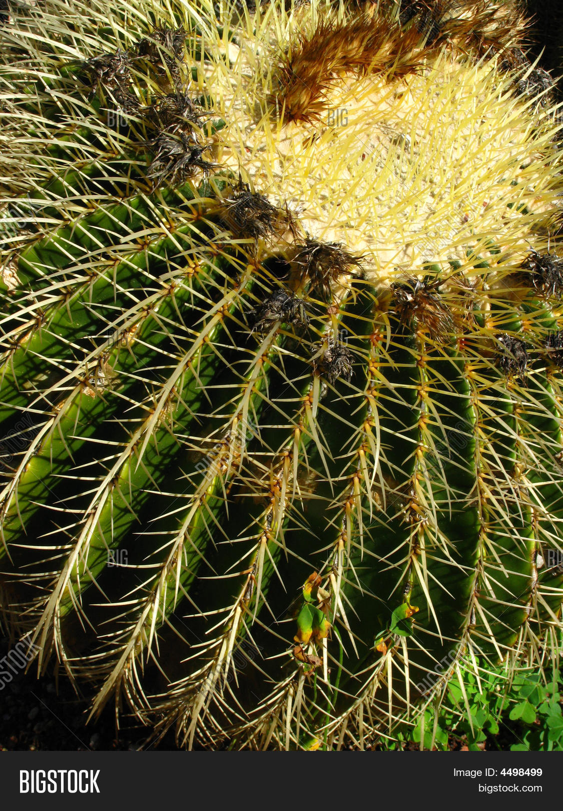 Image Preview