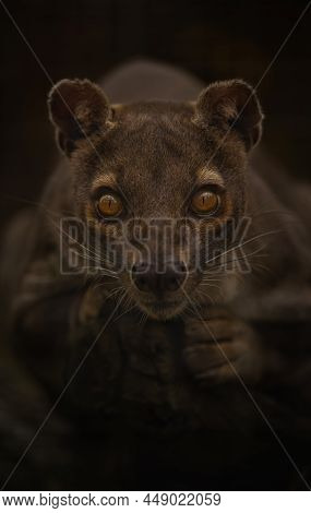 Rare Fosa Cryptoprocta Ferox Waiting And Watching Its Prey