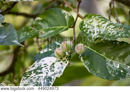 Fruits And Leaves Of Tropical Mosaic Fig Tree Ficus Aspera