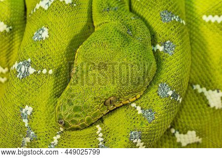 Corallus Caninus - Green Snake Coiled Into A Ball.