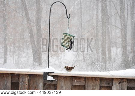 Downy Woodpecker And A White Throated Sparrow Feeding On Suet During A Snowstorm