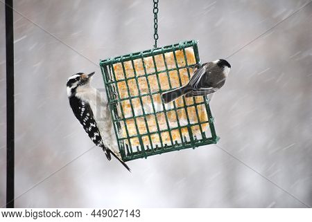 Downy Woodpecker And A Black-capped Chickadee Feeding On Suet During A Snowstorm