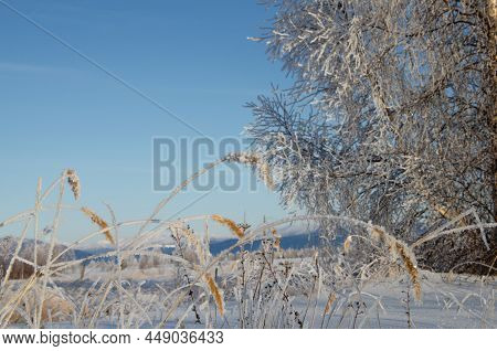 Trees And Spikelets Of Grass Are Frostbitten On A Winter Morning.