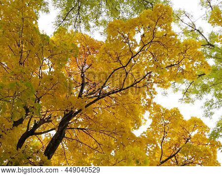 A Branch With Yellowed Maple Leaves In Autumn.