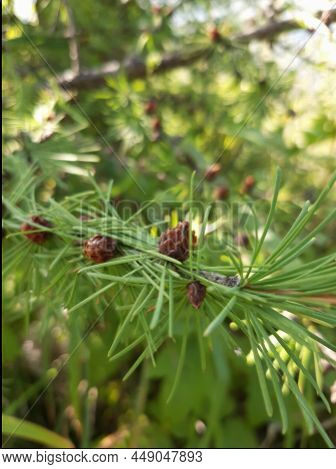 Young Small Cones Bloom On A Green Spruce Branch. Close-up Of A Bump. Close-up Of A Spruce Branch.