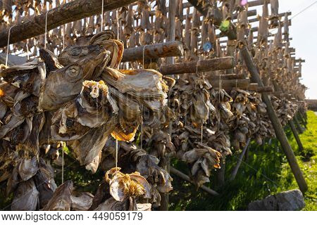 Cod Fish Drying On Traditional Wooden Racks In Lofoten Islands, Norway, Europe