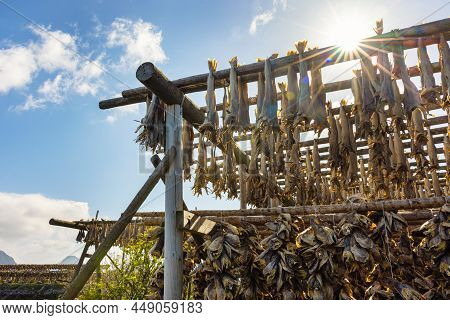 Cod Fish Drying On Traditional Wooden Racks In The Sun In Lofoten Islands, Norway, Europe