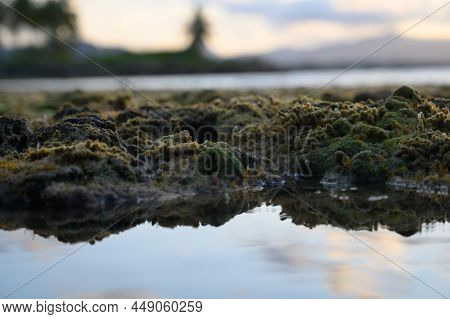 The Photo Shows The Seabed In A Coral Reef Where You Can See A Lot Of Sea Urchins. The Atlantic Ocea