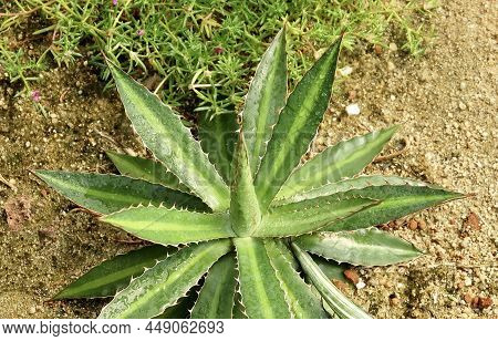 Beautiful Agave Univittata Or The Thorn Crested Centur Plant, A Succulent Plants With A Large Rosett