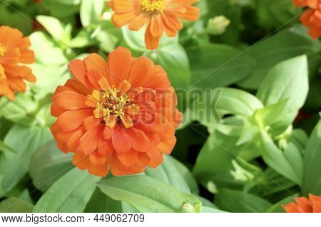 Orange Zinnia Or Chrysogonum Peruvianum Flowers In A Garden For Home And Building Decoration.