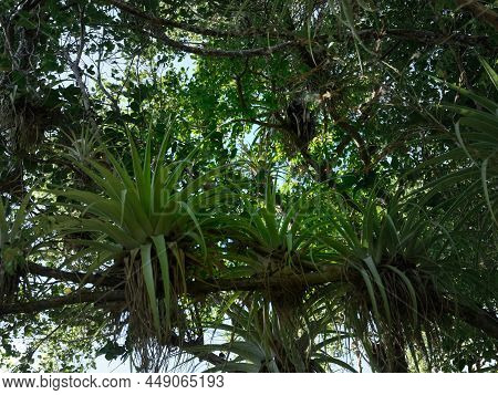 Photo Taken In The Jungle Of The Dominican Republic. The Epiphyte Restorations Grow On Another Large