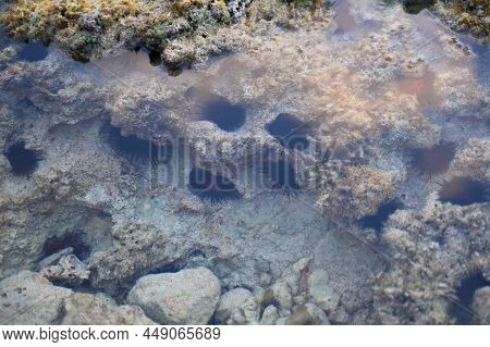 The Photo Shows The Seabed In A Coral Reef Where You Can See A Lot Of Sea Urchins. The Atlantic Ocea