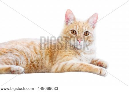 Cute Red Cat Are Laying And Looking At Camera. Isolated On White Background.