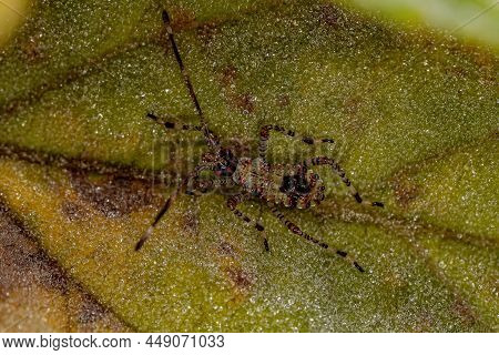 Leaf-footed Bug Nymph Of The Family Coreidae