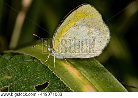 Adult Banded Yellow Butterfly Of The Species Eurema Elathea