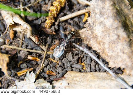 On The Surface Of The Forest Anthill, On Which Many Worker Ants Run, The Queen Of The Anthill - The 