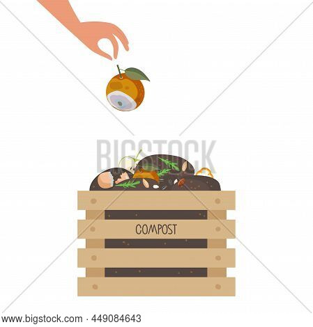 Human Hand Puts Spoiled Orange Fruit In Box With Compost. Wooden Box With Fruits, Vegetable Scraps, 