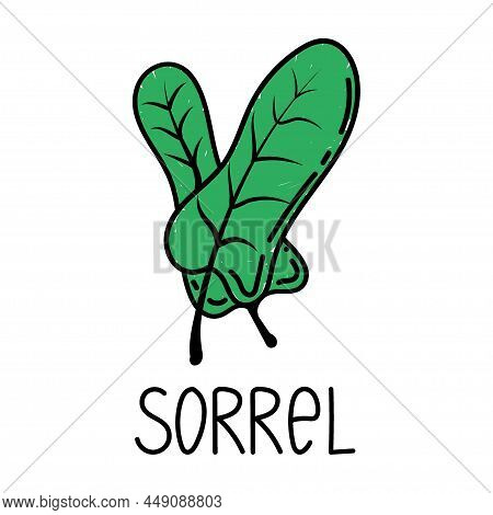 Sorrel, A Hand Drawn Doodle Style Element. Logo And Emblem Packaging Design Template - Spices And He