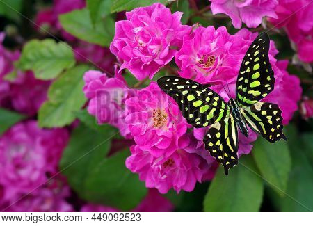 Bright Colorful Tropical Butterfly On Pink Rose Flowers. Graphium Agamemnon Butterfly. Green-spotted