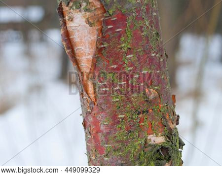 Young Sweet Cherry Birch (bétula Lénta) With Red Cherry Bark