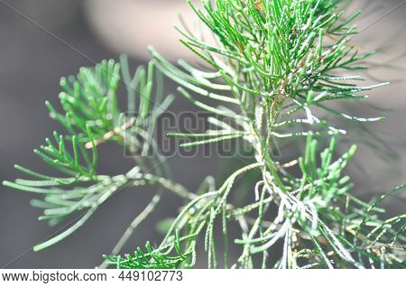 Pine Tree Or Italian Cypress, Pencil Pine Or Cupressus Sempervirens L Or Cupressus