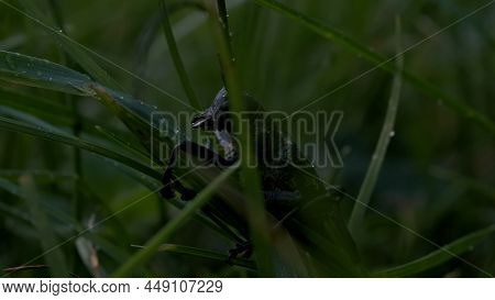 A Large Grasshopper With A Long Mustache Sitting In The Grass. Creative. A Large Green Insect With L