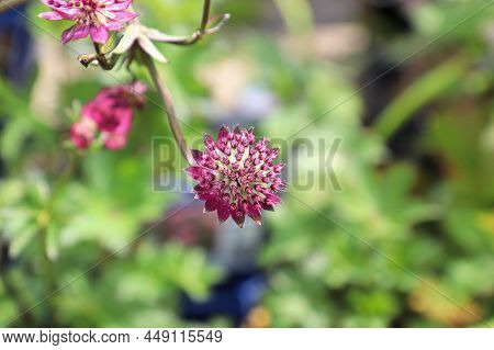 Delicate View Of Pink Masterwort Flower Heads