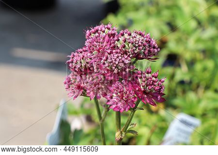 Delicate View Of Pink Masterwort Flower Heads