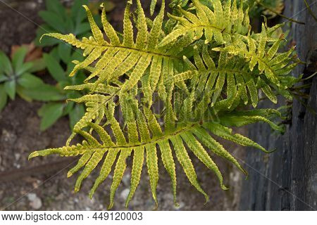 Polypodium Vulgare Or Common Polypody Fern