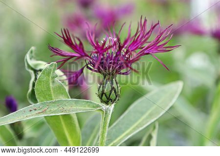 Closeup Side View Of A Purple Knapweed Flower