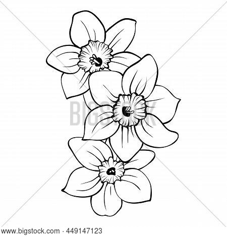 Narcissus Flowers Isolated On White Background. Several Daffodils Outline Hand Drawn Sketch. Vector 