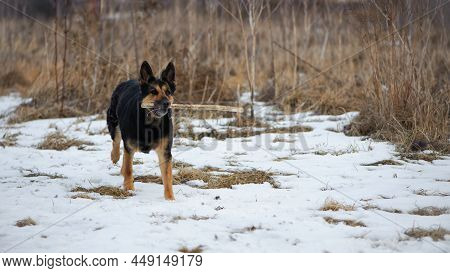 A Series Of Photos With A Dog. German Shepherd Plays In A Snowy Park In Winter. Dog With A Stick, Pe