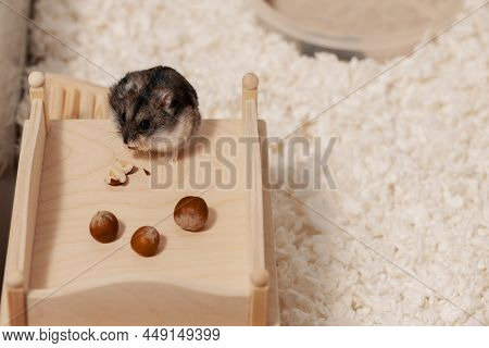 Hamster Gnawing Nut On Roof Of Wooden House In Cage.