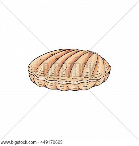 Closed Nacre Sea Shell, Hand Drawn Colored Sketch Vector Illustration Isolated On White Background.