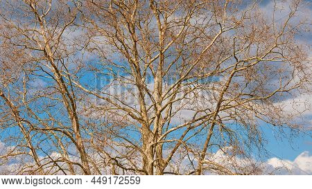 Platanus Or Sycamore Bare Tree Branches With Cloudy Sky As Winter Background