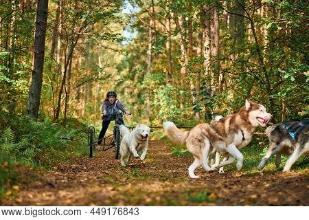 Svetly, Kaliningrad Oblast, Russia - October 2, 2021 - Carting Dog Sports, Active Siberian Husky Dog