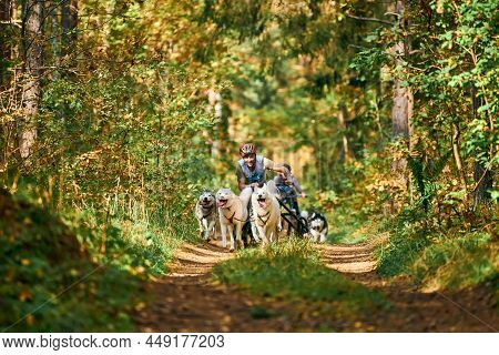 Svetly, Kaliningrad Oblast, Russia - October 2, 2021 - Carting Dog Sports, Active Siberian Husky Dog