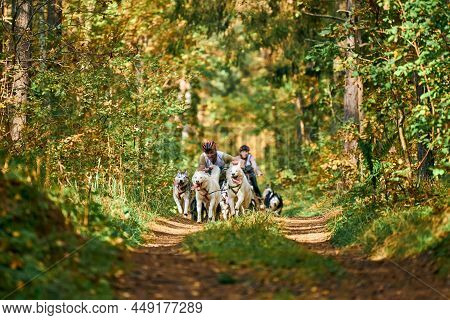 Svetly, Kaliningrad Oblast, Russia - October 2, 2021 - Carting Dog Sports, Active Siberian Husky Dog