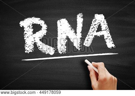 Rna Ribonucleic Acid - Polymeric Molecule Essential In Various Biological Roles In Regulation And Ex