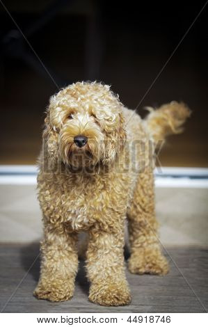 Labradoodle na verandě