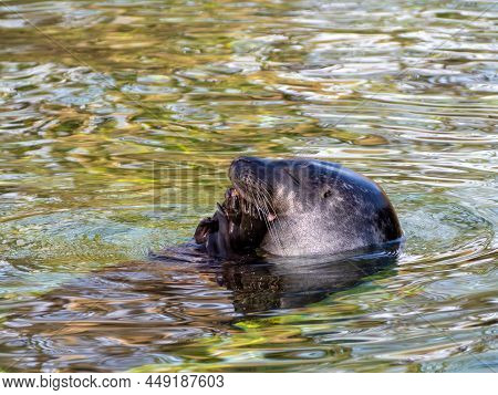 Seal On The Water.